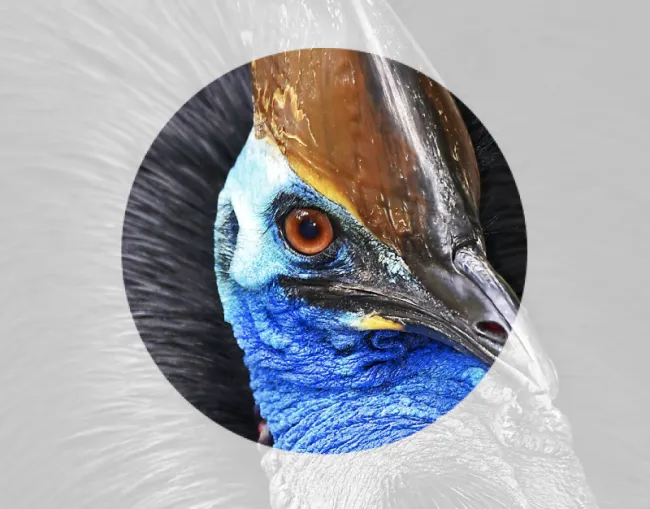 WebGL Slider